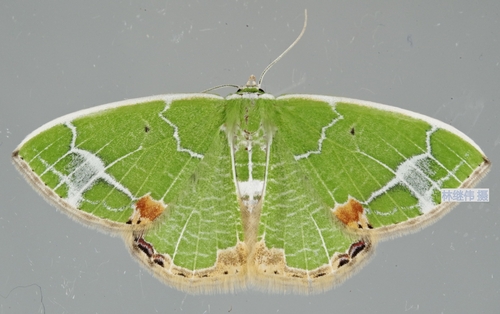Comibaena nigromacularia