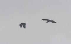 Rhyticeros undulatus