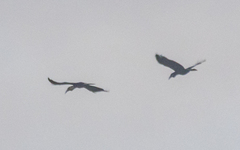 Rhyticeros undulatus