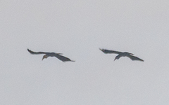 Rhyticeros undulatus