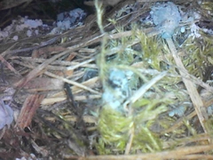 Muscardinus avellanarius