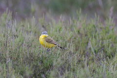 Motacilla flava flava