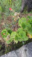 Pelargonium × hybridum
