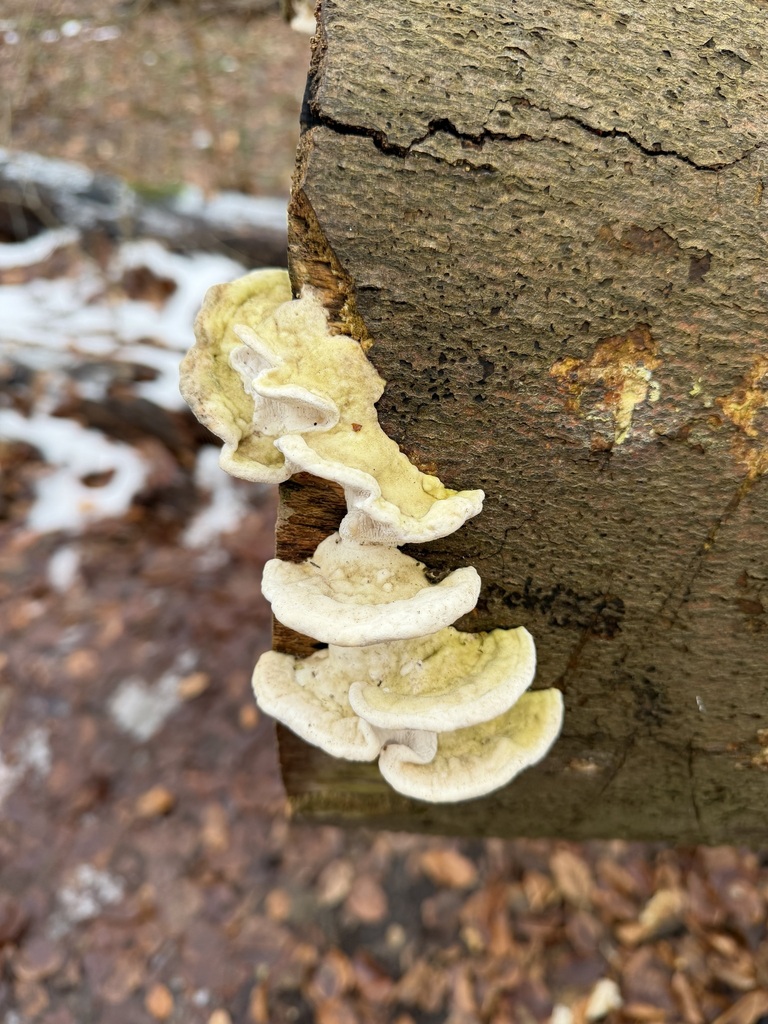 Trametes gibbosa · January 2026 · photo: © snap9037 (iNaturalist, cc-by)