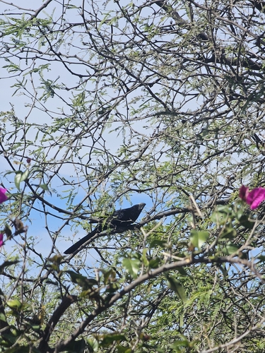 Groove-billed Ani (Crotophaga sulcirostris), photo 7