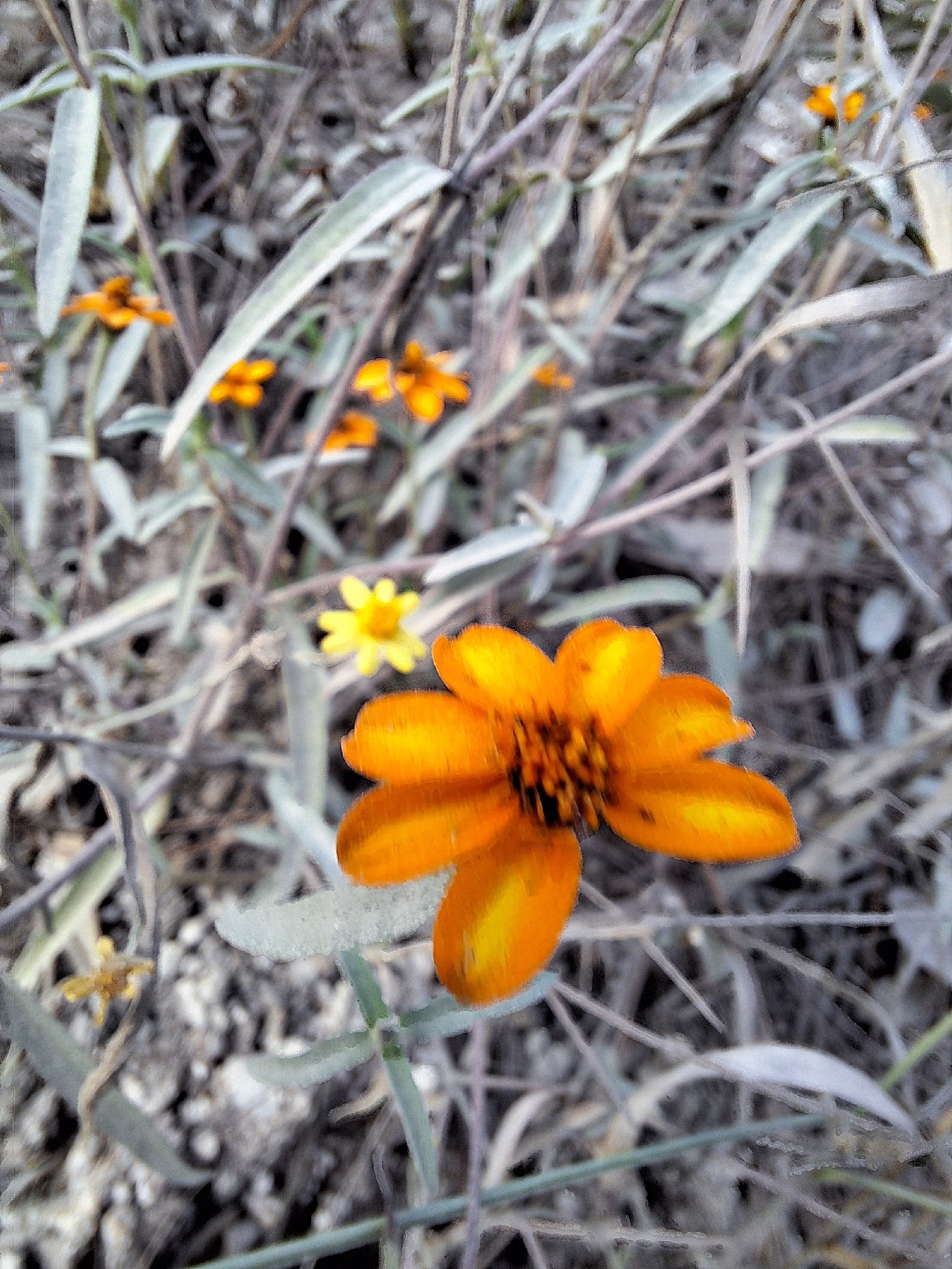 Narrowleaf zinnia