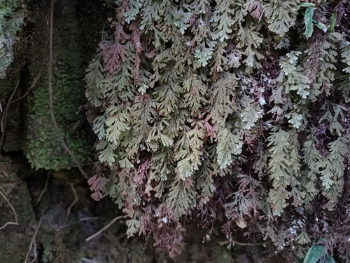Hymenophyllum pilosissimum observed 2026-01-18