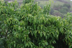 Cordia caffra