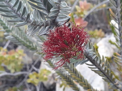 Melaleuca velutina