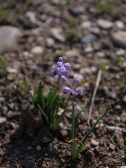 Muscari parviflorum, photograph (c) Marios Thoma, some rights reserved (CC BY)
