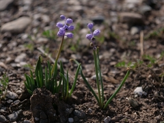 Muscari parviflorum