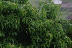 Cordia caffra