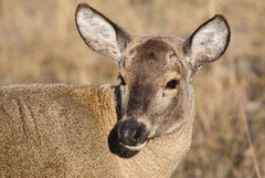 Hippocamelus bisulcus