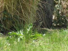 Cinclodes comechingonus