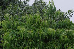 Cordia caffra