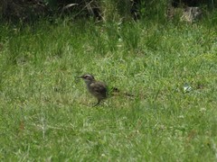 Cinclodes comechingonus