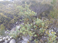Banksia oreophila