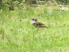 Cinclodes comechingonus