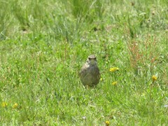 Cinclodes comechingonus