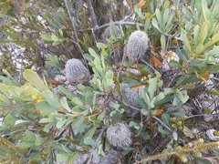 Banksia oreophila