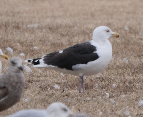 Great Black-backed Gull