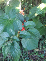 Witheringia meiantha