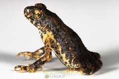 Ingerophrynus galeatus