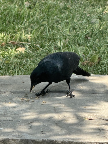 Scrub Blackbird (Dives warczewiczi)
