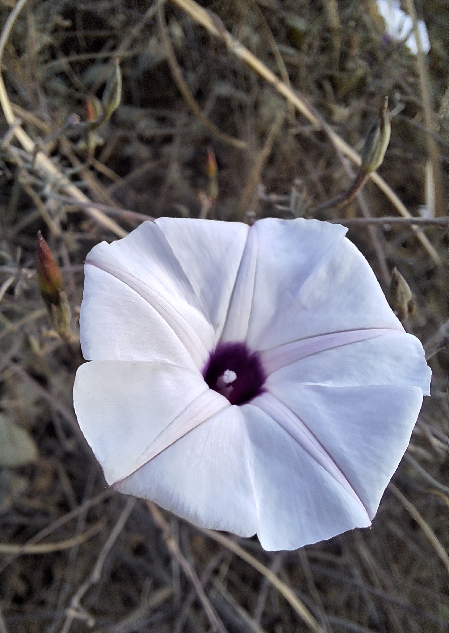 Imagem de corda-de-viola