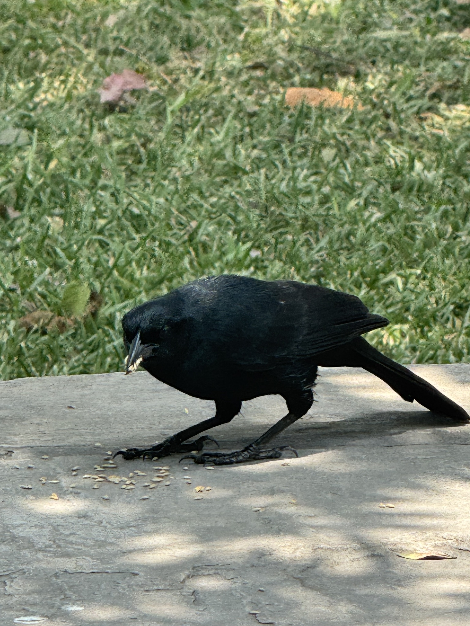 Scrub Blackbird (Dives warczewiczi), photo 2