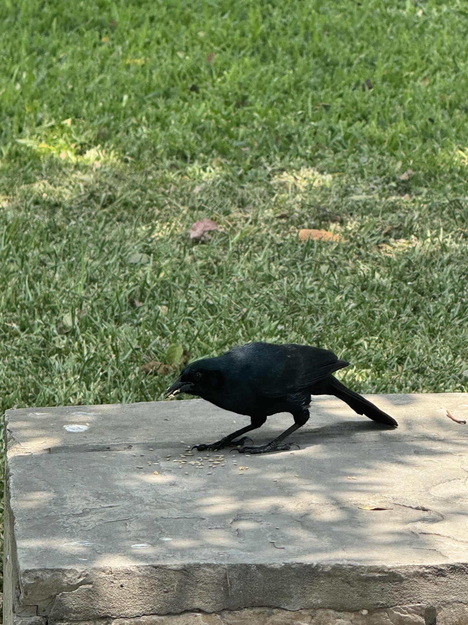 Scrub Blackbird (Dives warczewiczi), photo 3