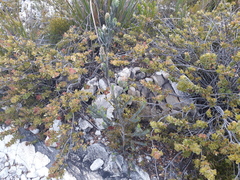 Melaleuca velutina