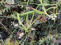 Platysace compressa