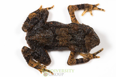 Ingerophrynus galeatus