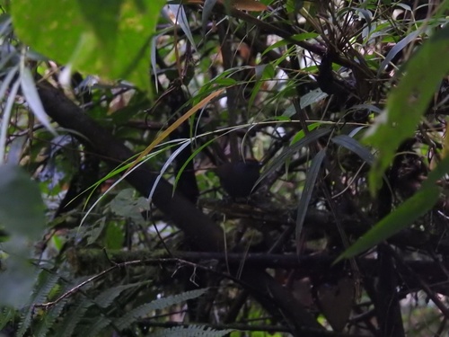 Zeledonia coronata image