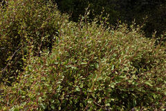 Muehlenbeckia australis × complexa