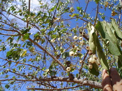 Cordia dentata
