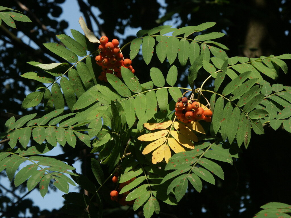 Sorbus aucuparia