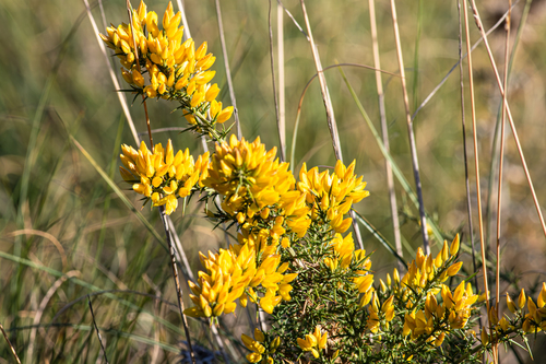 Avistamiento Ulex parviflorus