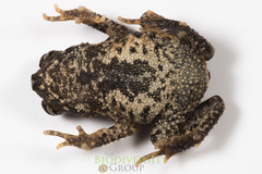 Ingerophrynus galeatus