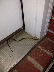 Storeria occipitomaculata obscura