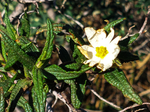 Avistamiento Estepa negra (Cistus monspeliensis)