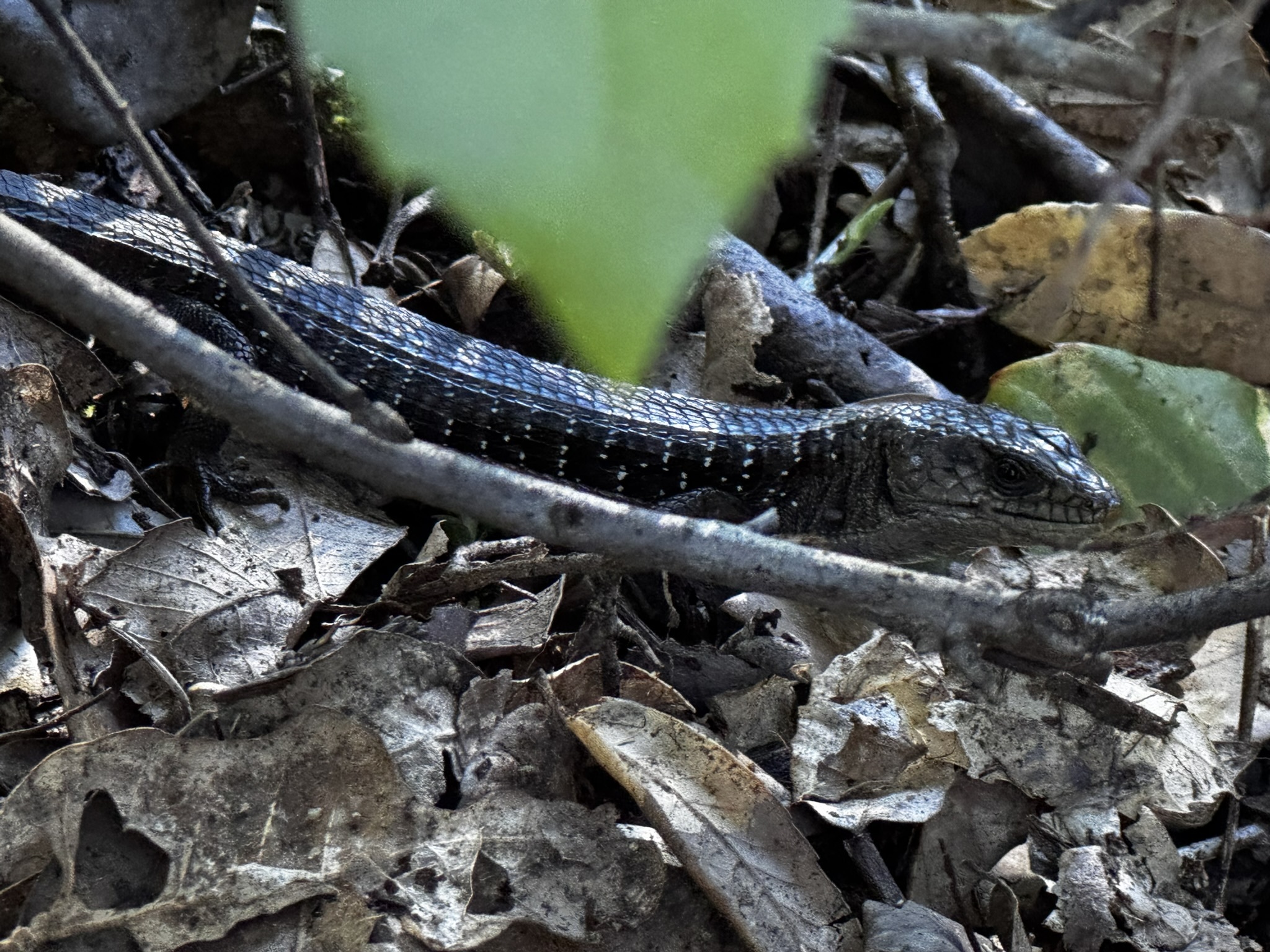 Elgaria coerulea (Wiegmann, 1828)