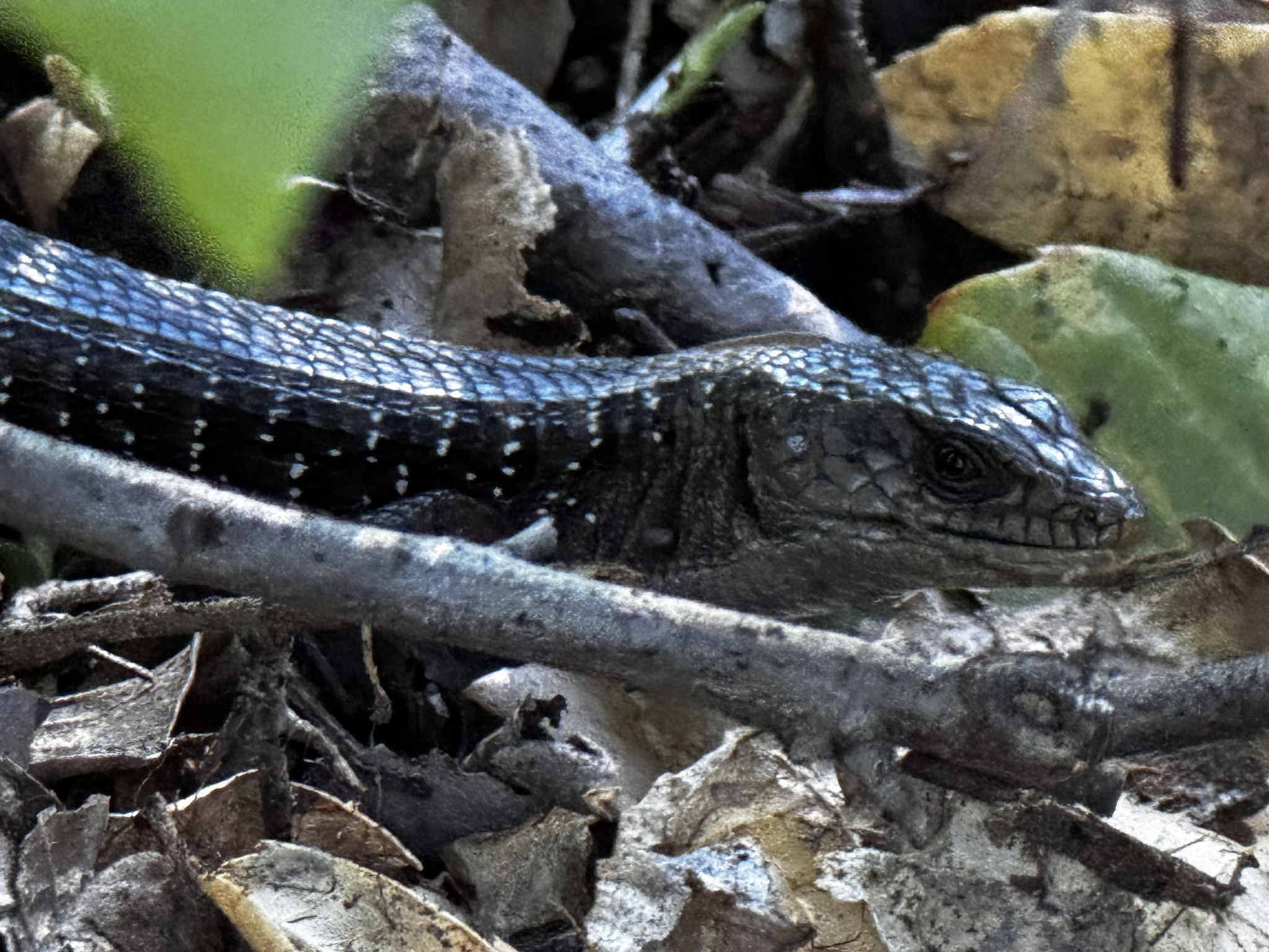 Elgaria coerulea (Wiegmann, 1828)