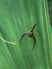 Viciria pavesii
