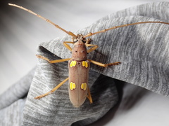 Eburia