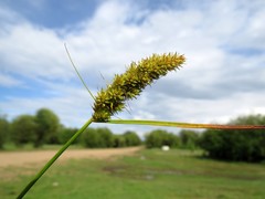Carex leiorhyncha