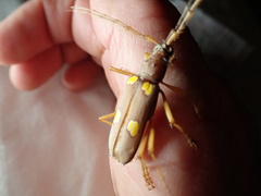 Eburia