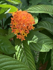 Ixora congesta