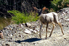 Odocoileus virginianus sinaloae